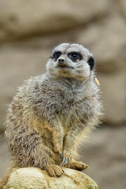Close-up van een meerkat die op een rots zit