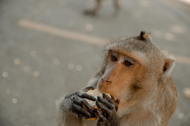 Close-up van een meerkat die wegkijkt
