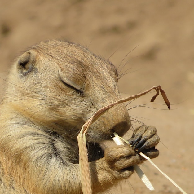 Foto close-up van een meerkat