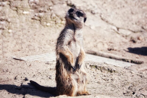 Close-up van een meerkat