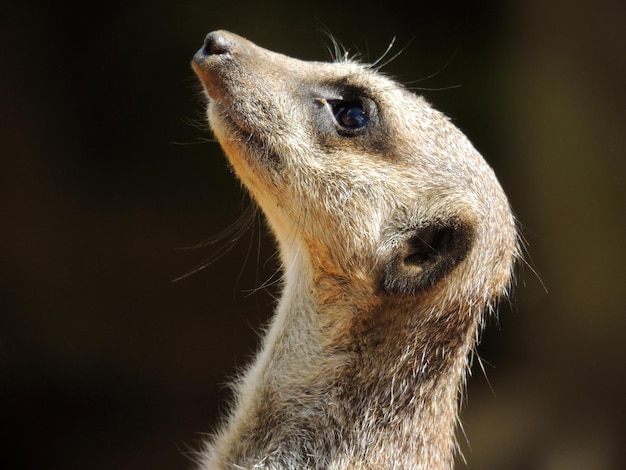 Foto close-up van een meerkat