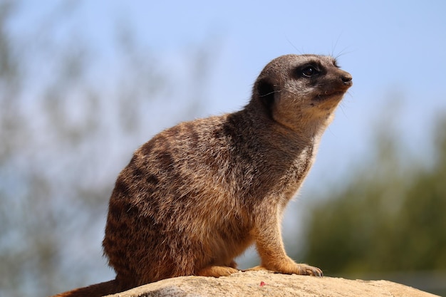 Foto close-up van een meerkat