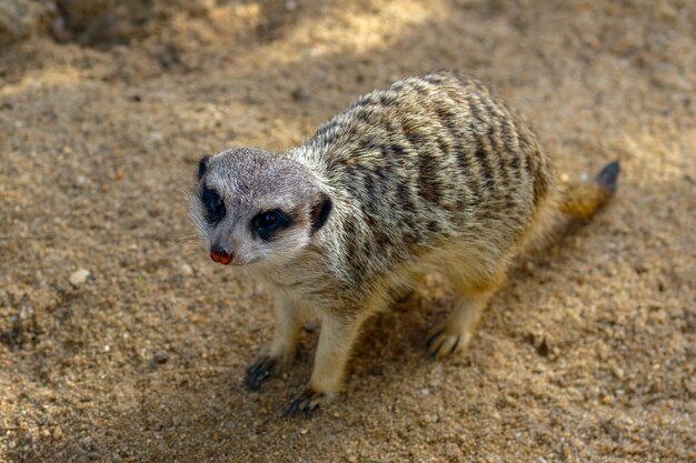 Foto close-up van een meerkat