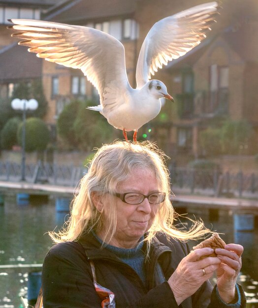 Foto close-up van een meeuw die buiten op het hoofd van een vrouw zit