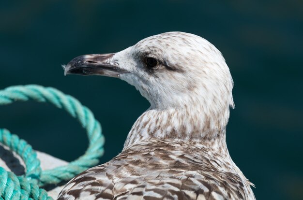 Foto close-up van een meeuw die naar buiten kijkt