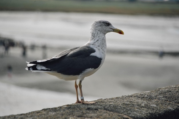 Foto close-up van een meeuw die op de kust zit