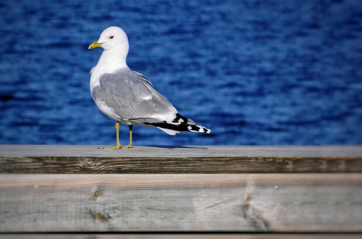 Foto close-up van een meeuw die op de kust zit