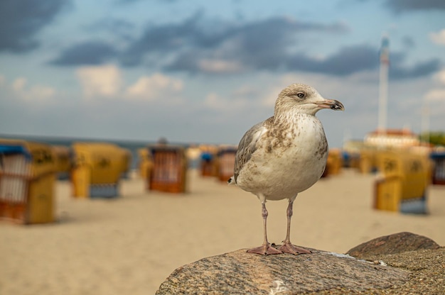 Close-up van een meeuw die op een houten paal op het strand zit