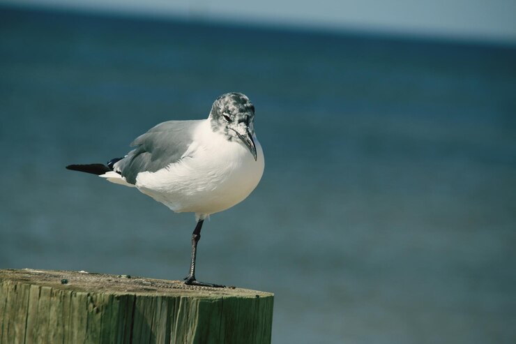 Foto close-up van een meeuw die op een houten paal zit