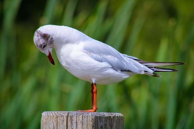 Foto close-up van een meeuw die op een houten paal zit