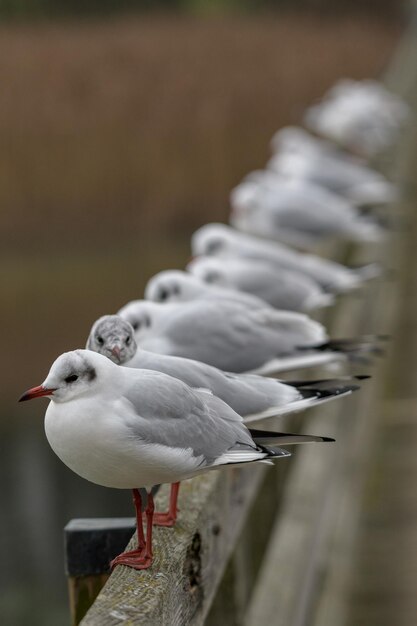 Foto close-up van een meeuw die op een houten paal zit