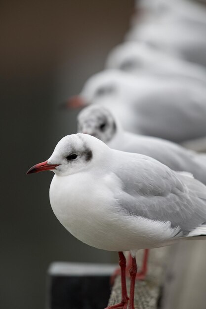 Foto close-up van een meeuw die op een reling zit