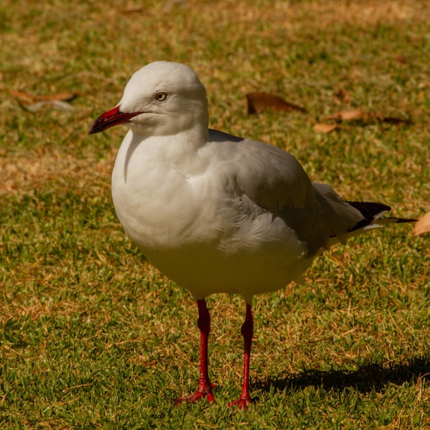 Foto close-up van een meeuw die op een veld zit