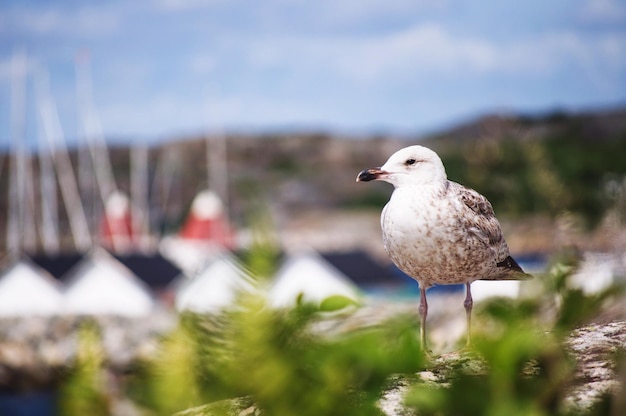 Foto close-up van een meeuw die op een vogel zit