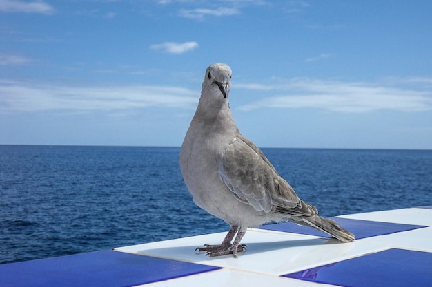 Foto close-up van een meeuw die op zee zit tegen de lucht