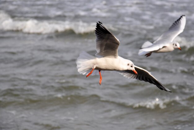 Foto close-up van een meeuw die over zee vliegt