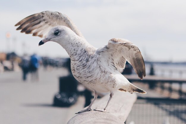 Foto close-up van een meeuw die tegen de lucht zit