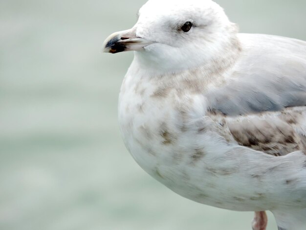 Foto close-up van een meeuw