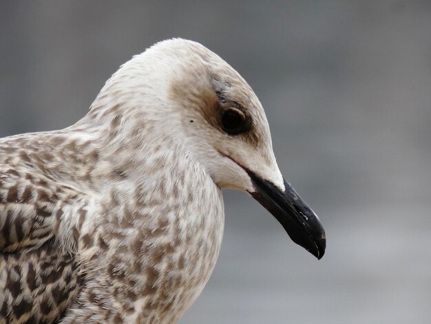 Foto close-up van een meeuw