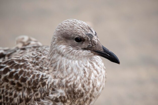 Close-up van een meeuw