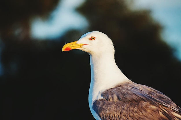 Close-up van een meeuw
