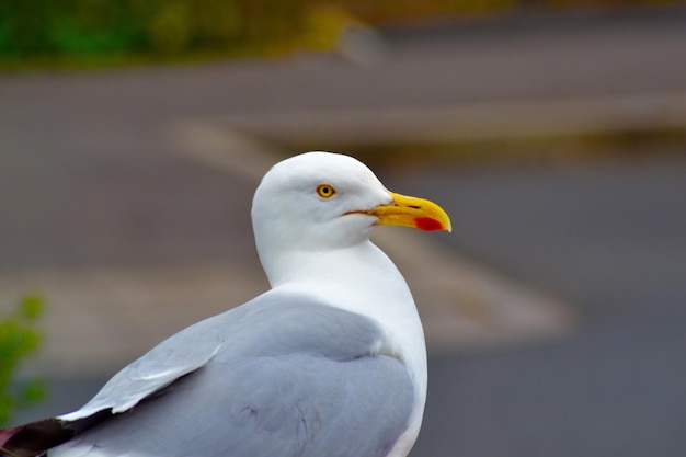 Close-up van een meeuw
