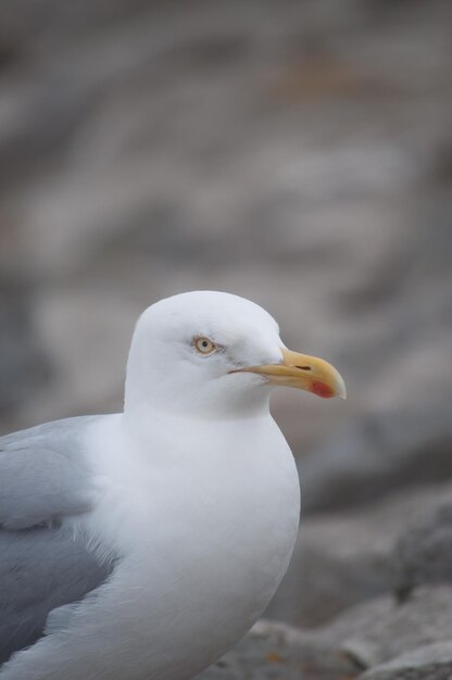 Foto close-up van een meeuw