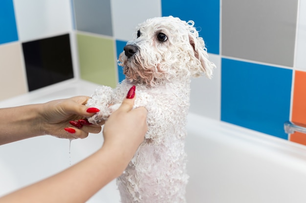 Close-up van een meisje dat haar hond in de badkamer baadt, giet ze water op haar uit de douche. slow motion. zorg voor een hond bichon frise, close-up. dierenarts. groomer. kapper voor dieren.