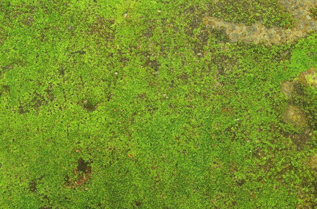 Close-up van een met mos bedekte oude stenen muur