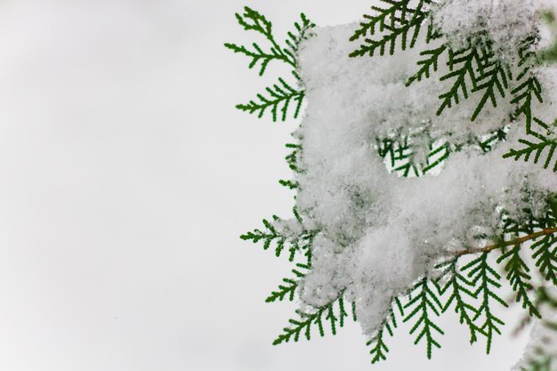 Foto close-up van een met sneeuw bedekte boom tegen een witte achtergrond