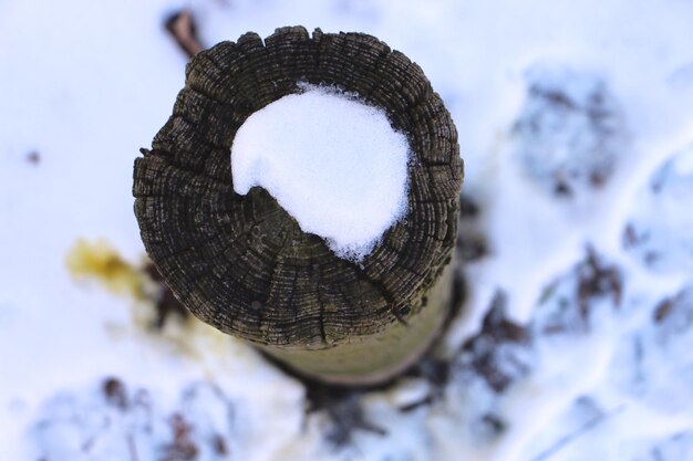 Foto close-up van een met sneeuw bedekte boom