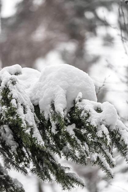 Close-up van een met sneeuw bedekte boom