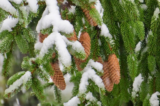 Foto close-up van een met sneeuw bedekte den