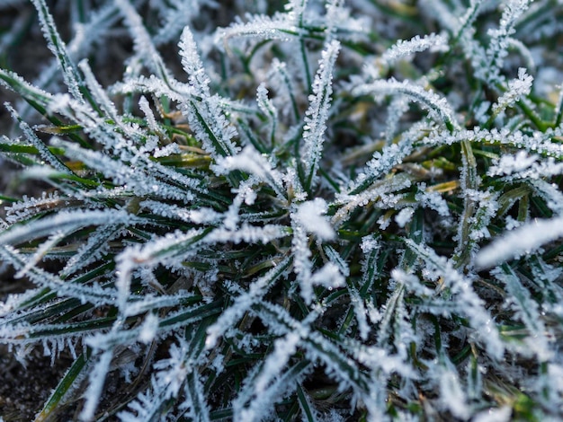Foto close-up van een met sneeuw bedekte dennenboom