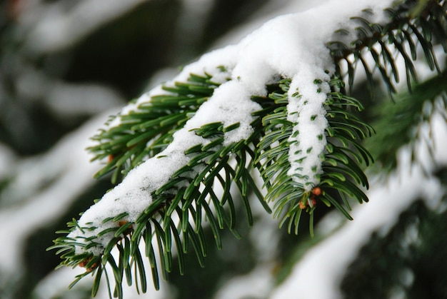 Close-up van een met sneeuw bedekte dennentak