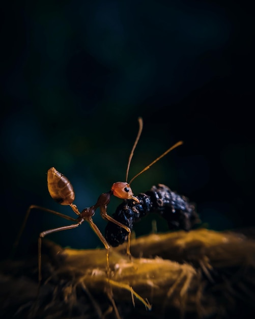 Close-up van een mier op een blad