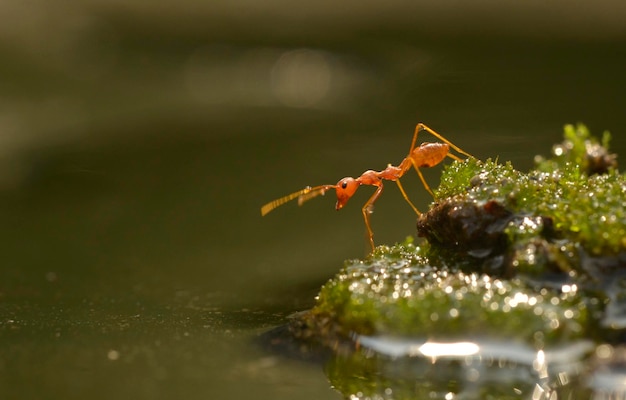 Close-up van een mier op een mosrijke rots bij een meer