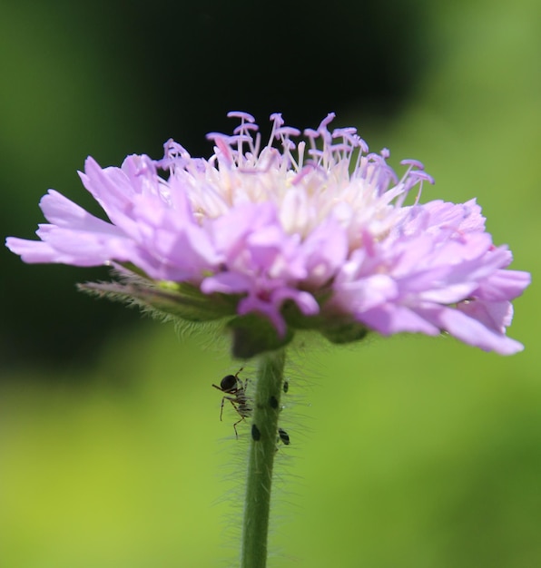 Foto close-up van een mier op een paarse bloem