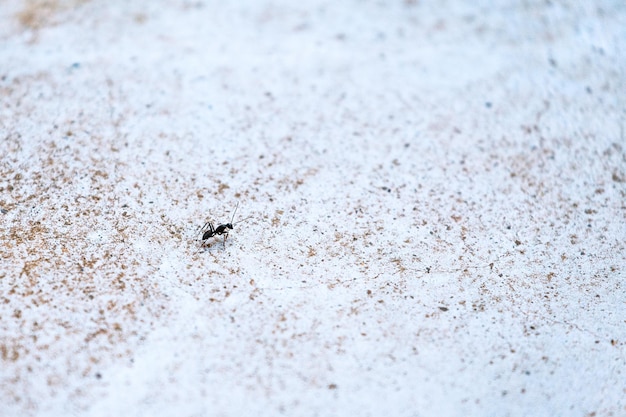 Foto close-up van een mier op het zand