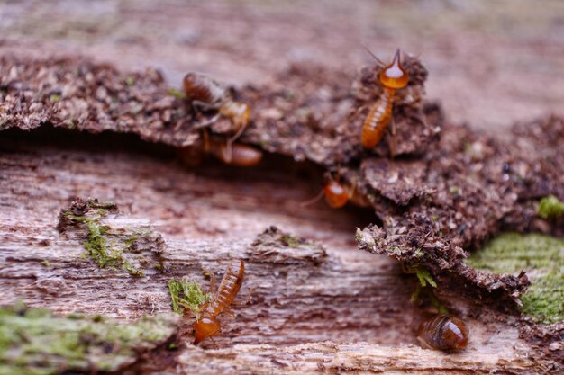 Foto close-up van een mier op hout