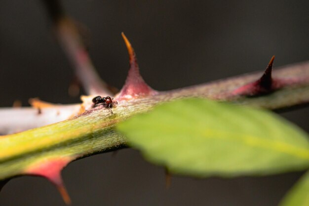 Close-up van een mieren op een bramble