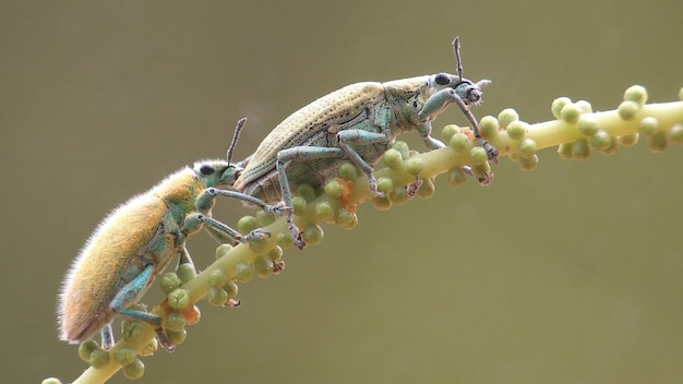 Foto close-up van een mieren