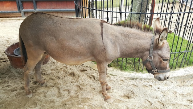 Close-up van een mini-ezel op een boerderij