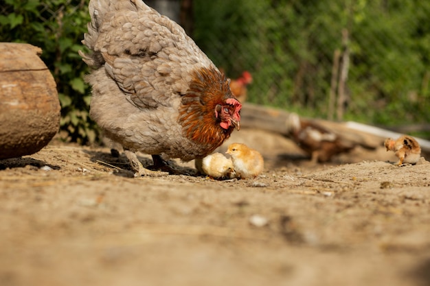 Close-up van een moederkip met zijn babykuikens op de boerderij.