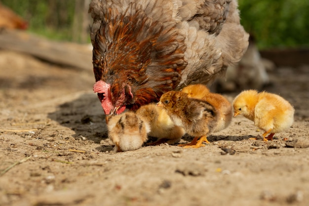 Close-up van een moederkip met zijn babykuikens op het landbouwbedrijf. Kip met kuikentjes