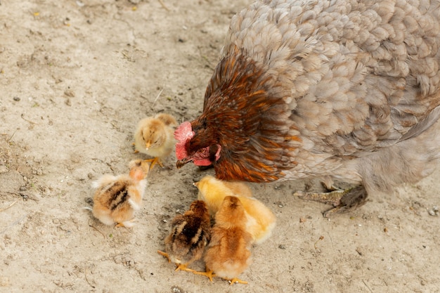 Close-up van een moederkip met zijn babykuikens op het landbouwbedrijf. kip met kuikentjes