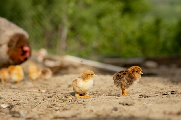 Close-up van een moederkip met zijn babykuikens