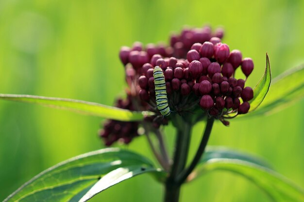 Foto close-up van een monarchroos op een wilde bloem