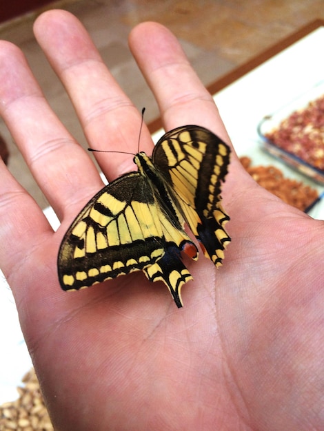 Foto close-up van een monarchvlinder op een palm