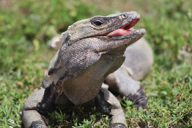 Close-up van een monitor hagedis op het veld